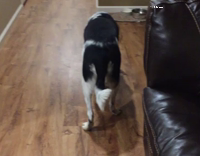Luna walks backward when called