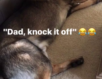 man touche sleeping german shepherd