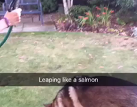 dog trying to drink water and jumping up to reach it