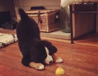 Puppy Biting at Lemon