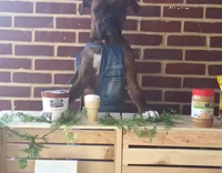 Dark brown dog overalls icecream