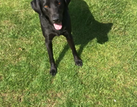 Black dog catches kicked soccer ball
