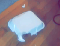 Dog chews up paper container 