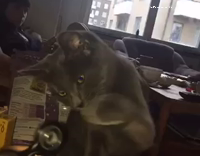 Cat Has Fun with Fidgetspinner