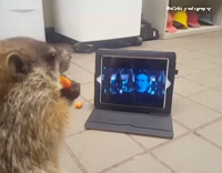 groundhog eating and watching starwars