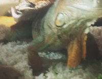 iguana and puppy share food