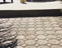dog jumping on sidewalk 