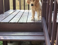 Dog is scared of going down the stairs