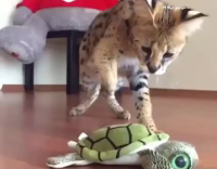 cat hitting stuffed animal in slow motion