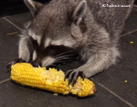 Raccoon Eating Corn On The Cob
