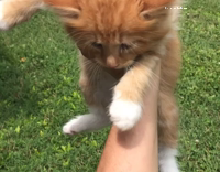Orange cat getting picked up with lion king music
