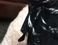 Small dog dressed up as batman