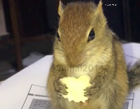Squirrel eating popcorn