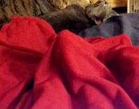 Grey Cat Licks Other Cat On bed