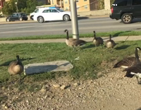 Goose singing to young and dumb by khalid 