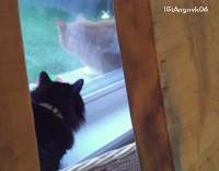 Black cat screeching at orange cat outside of window