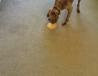 dog playing around with tortilla 