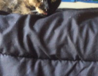 Dark brown and black cat with tiny bit of tongue sticking out