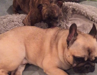 Dog Licks Other Dog's Back On Couch