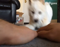 Dog tries to catch owners hands