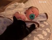 Collab AnimalsDT - Black cat massaging a baby in a blanket