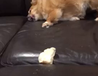 Red Dog Tries To Dig Into Black Couch