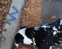 dog playing with basketball 