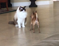Chihuahua sniffs cat runs away