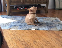 exorcist dog on carpet