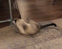 cat playing with fuzzy ball