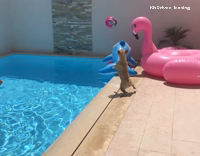 dog tossing the ball back at owner 