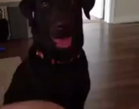 Chocolate Lab Gets a Beer Out of the Refrigerator Closes the Door and Throws Away Empty Beer